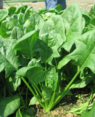 칼륨 많은 음식 붓기 빼는 핵심 나트륨 배출위해